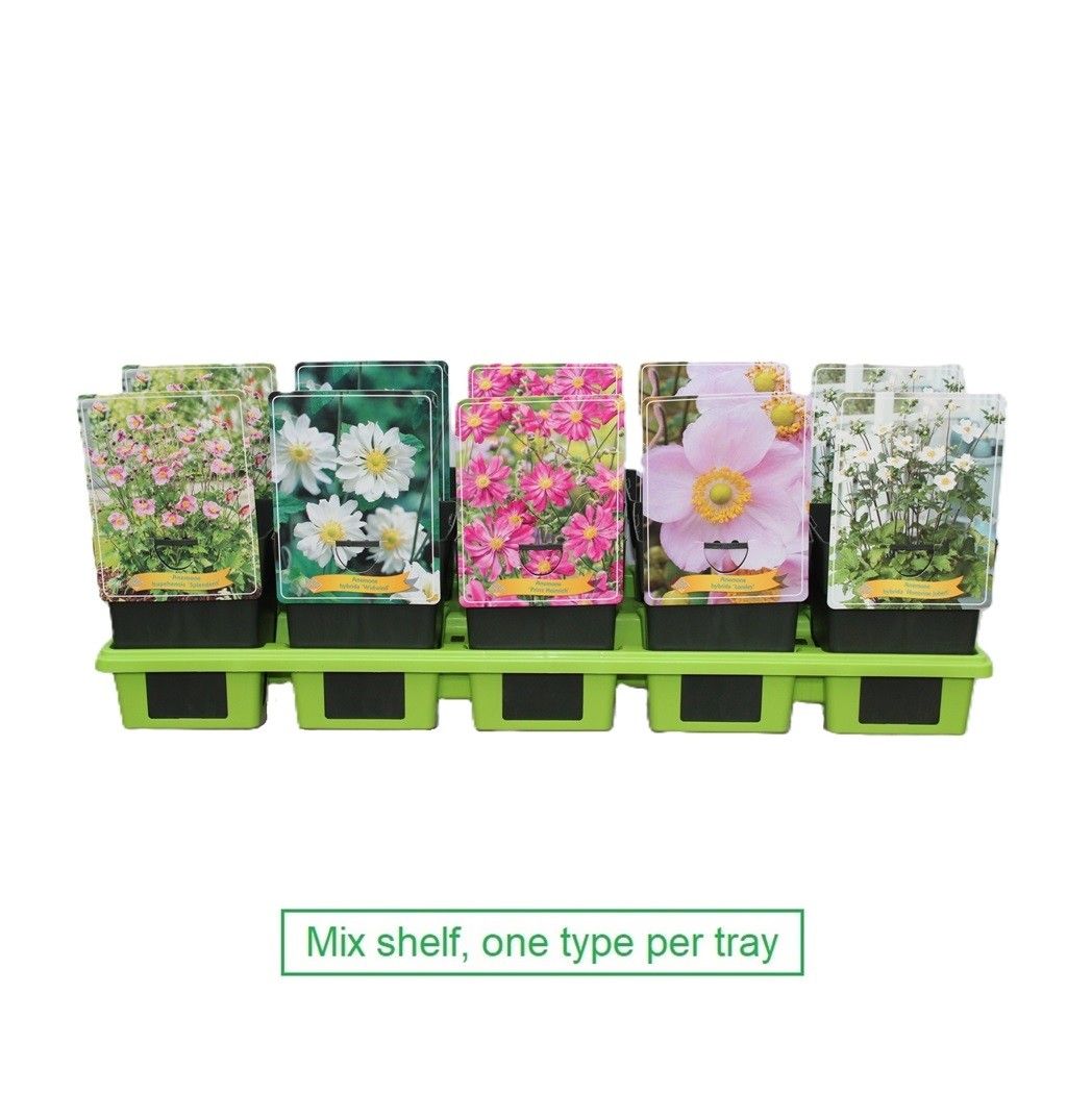 Lauko augalas plukė, Ø 11, 25 cm, lot. ANEMONE MIX