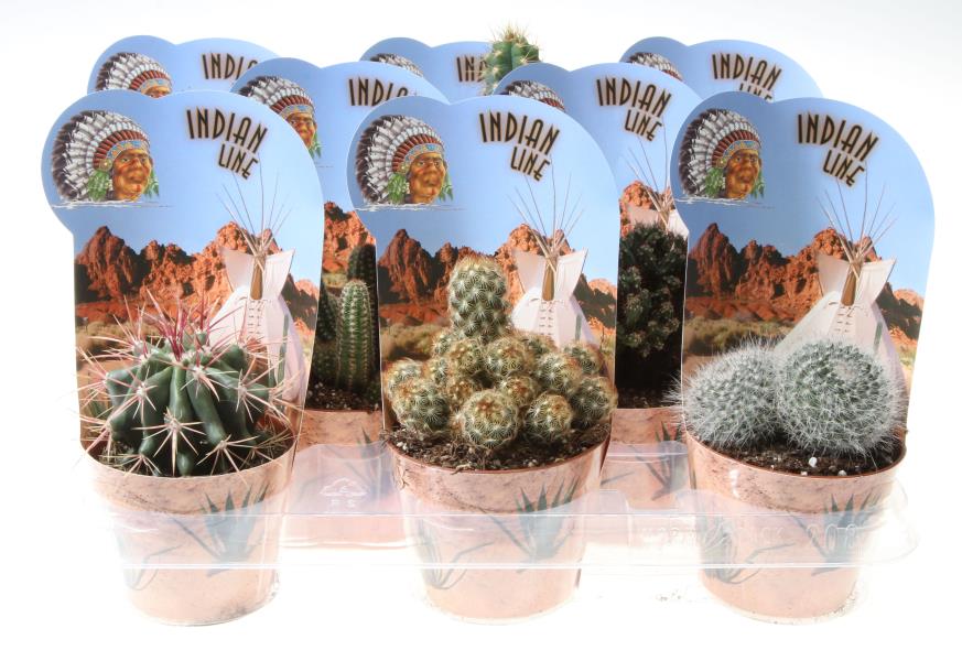 Vazoninis augalas kaktusas/sukulentas, Ø 10,5, 20 cm, lot. CACTUS/SUCCULENTUS