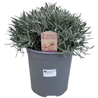 Lauko augalas levanda, daugiametis, Ø 19, 44 cm, lot. Lavandula ang. Hidcote