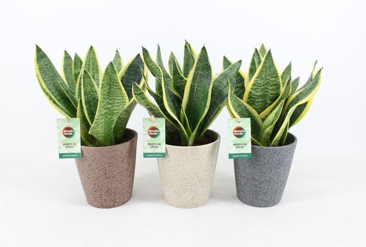 Vazoninis augalas sansevjera, Ø 13, 35 cm, lot. su vazonu, SANSEVIERIA SUPERBA