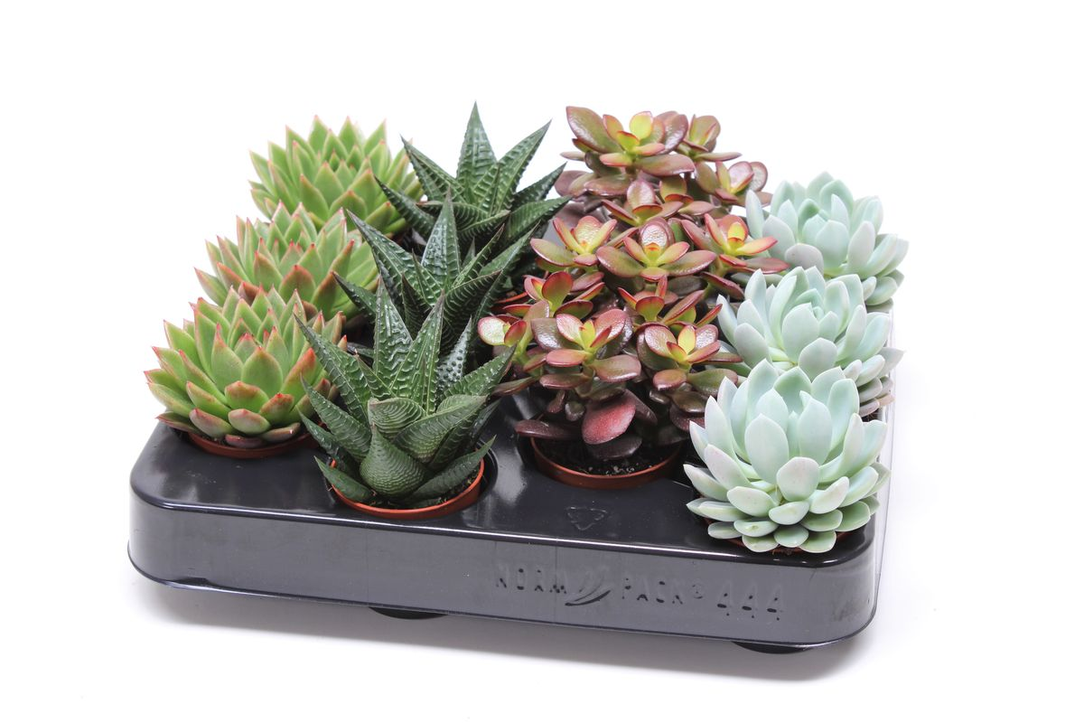 Vazoninis augalas sukulentas, Ø5,5, 9 - 15 cm, lot. SUCCULENT MIX