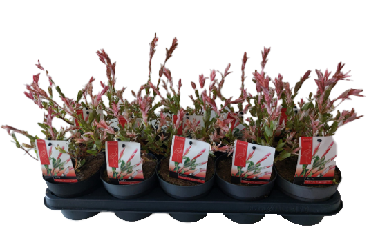Lauko augalas krūminis gluosnis, Ø 12, 45 cm, lot. Salix int. Flamingo