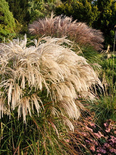 Lauko augalas miskantas, Ø 19, 50 cm, lot. Miscanthus sinensis Pink Cloud