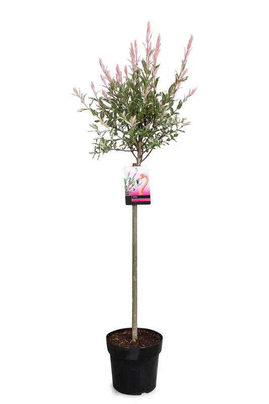 Lauko augalas gluosnis, Ø 19, 100 cm, lot. Salix int. Flamingo