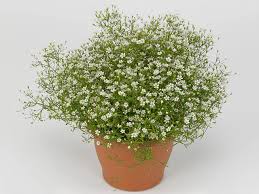 Lauko augalas, guboja, daugiametis Ø 10, lot. GYPSOPHILA muralis