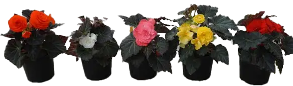 Lauko augalas begonija, Ø 10, lot. BEGONIA NON STOP