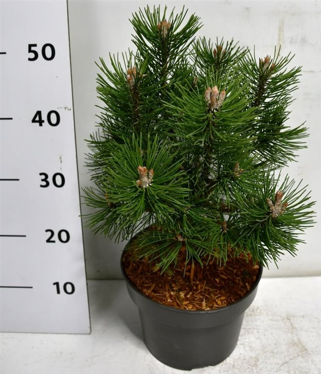 Lauko augalas kalninė pušis, Ø 23, 55 cm, lot. Pinus mugo Columbo