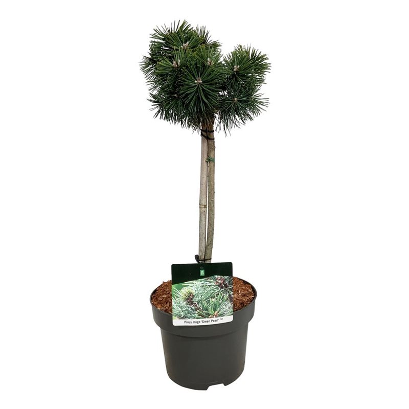 Lauko augalas kalninė pušis, Ø 23, 45 cm, lot. Pinus mugo Benjamin/Mops