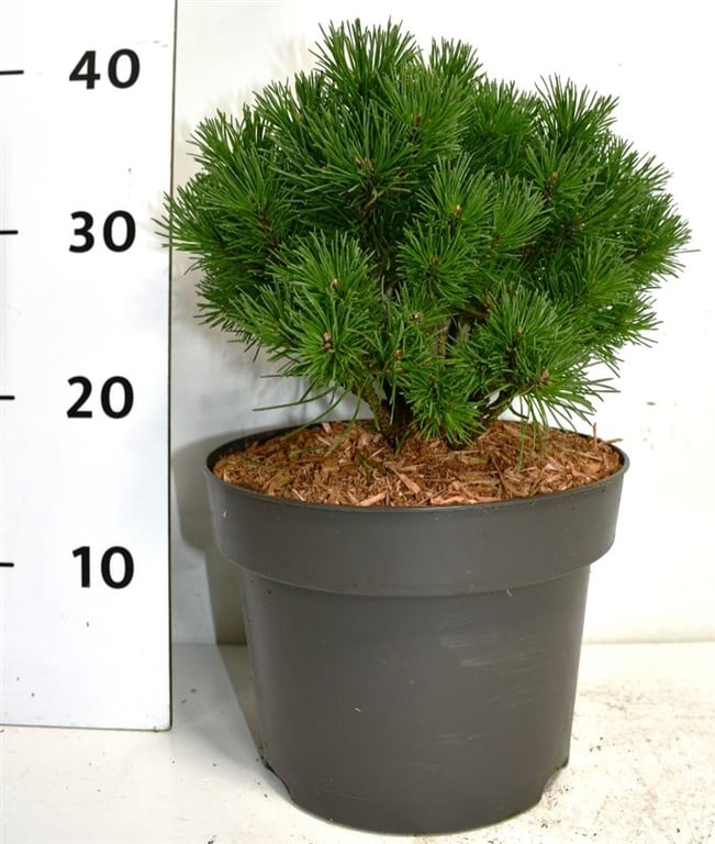Lauko augalas kalninė pušis, Ø 23, 40 cm, lot. Pinus mugo Allgau