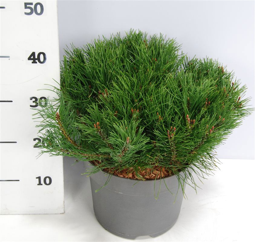 Lauko augalas kalninė pušis, Ø 26, 40 cm, lot. Pinus mugo pumilio