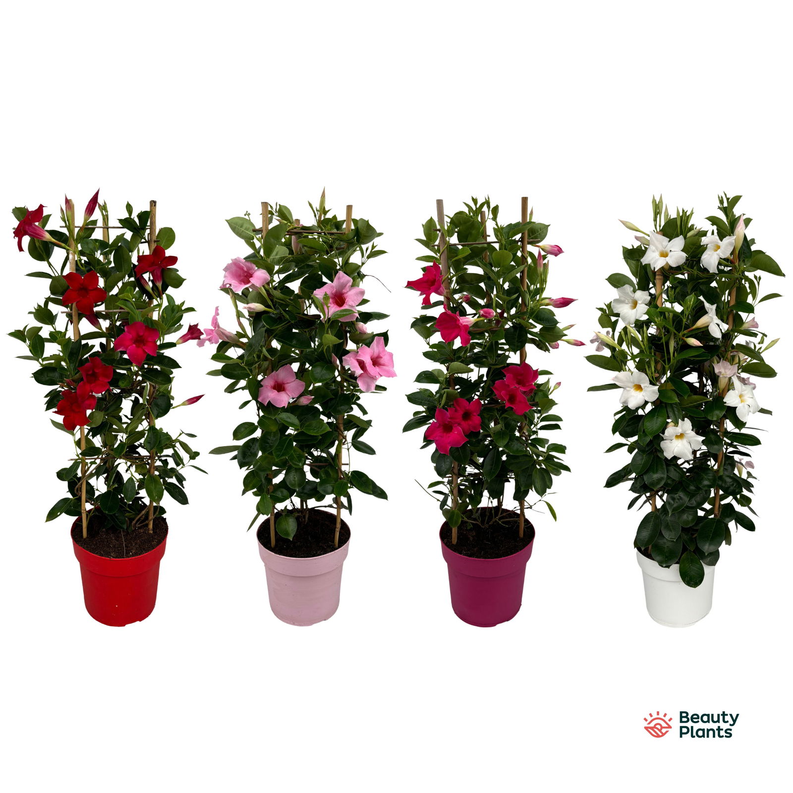 Lauko augalas mandevila, Ø 19, 75 cm, lot. MANDEVILLA