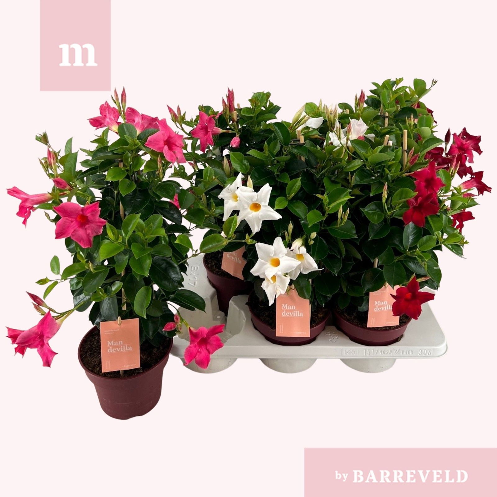 Lauko augalas mandevila, Ø 17, 50 cm, lot. MANDEVILLA