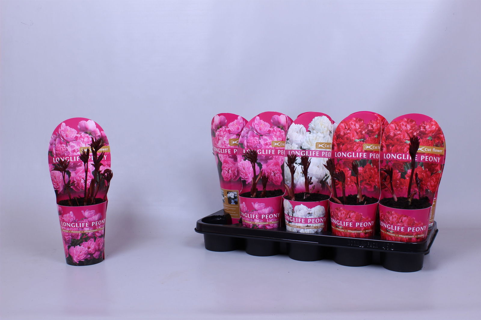 Lauko augalas bijūnas, daugiametis, Ø 12, 15 cm, lot. Paeonia