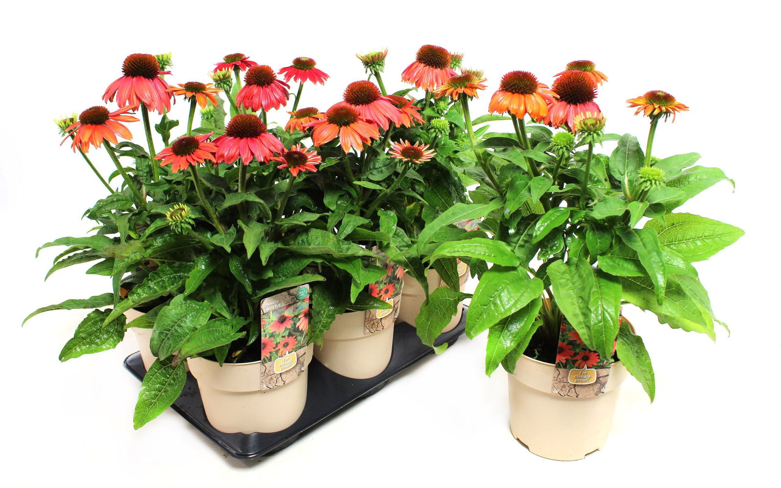 Lauko augalas ežiuolė, daugiametis, Ø 15, 25 cm, lot. Echinacea
