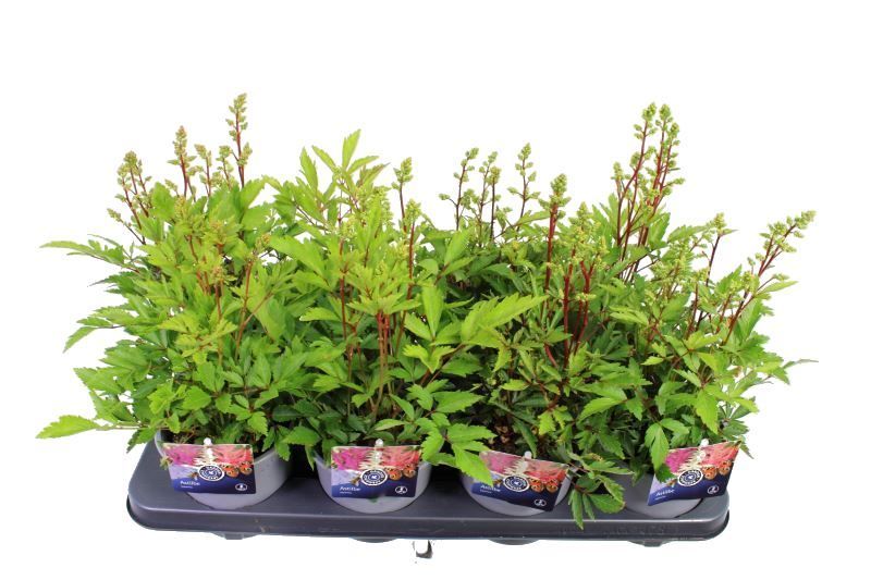 Lauko augalas Astilbė, daugiametis, Ø 13, 35 cm, lot. Astilbe mix