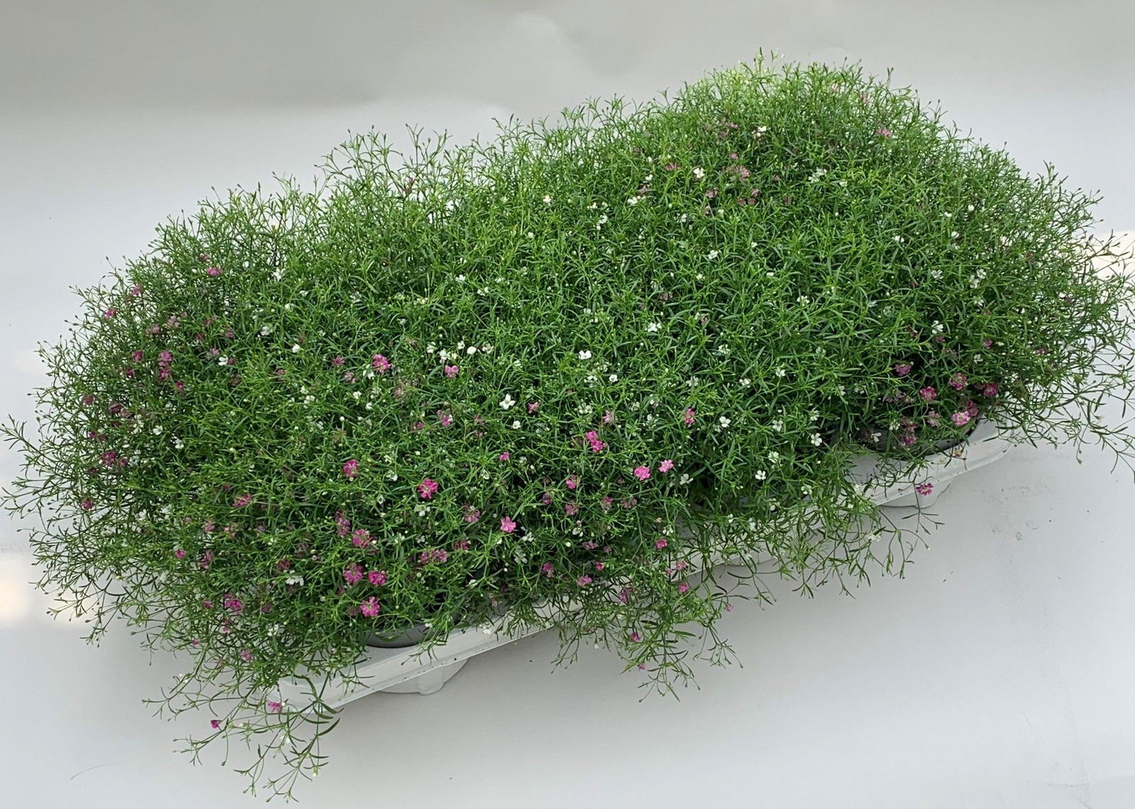 Lauko augalas guboja, daugiametis, Ø 13, 20 cm, lot. GYPSOPHILA