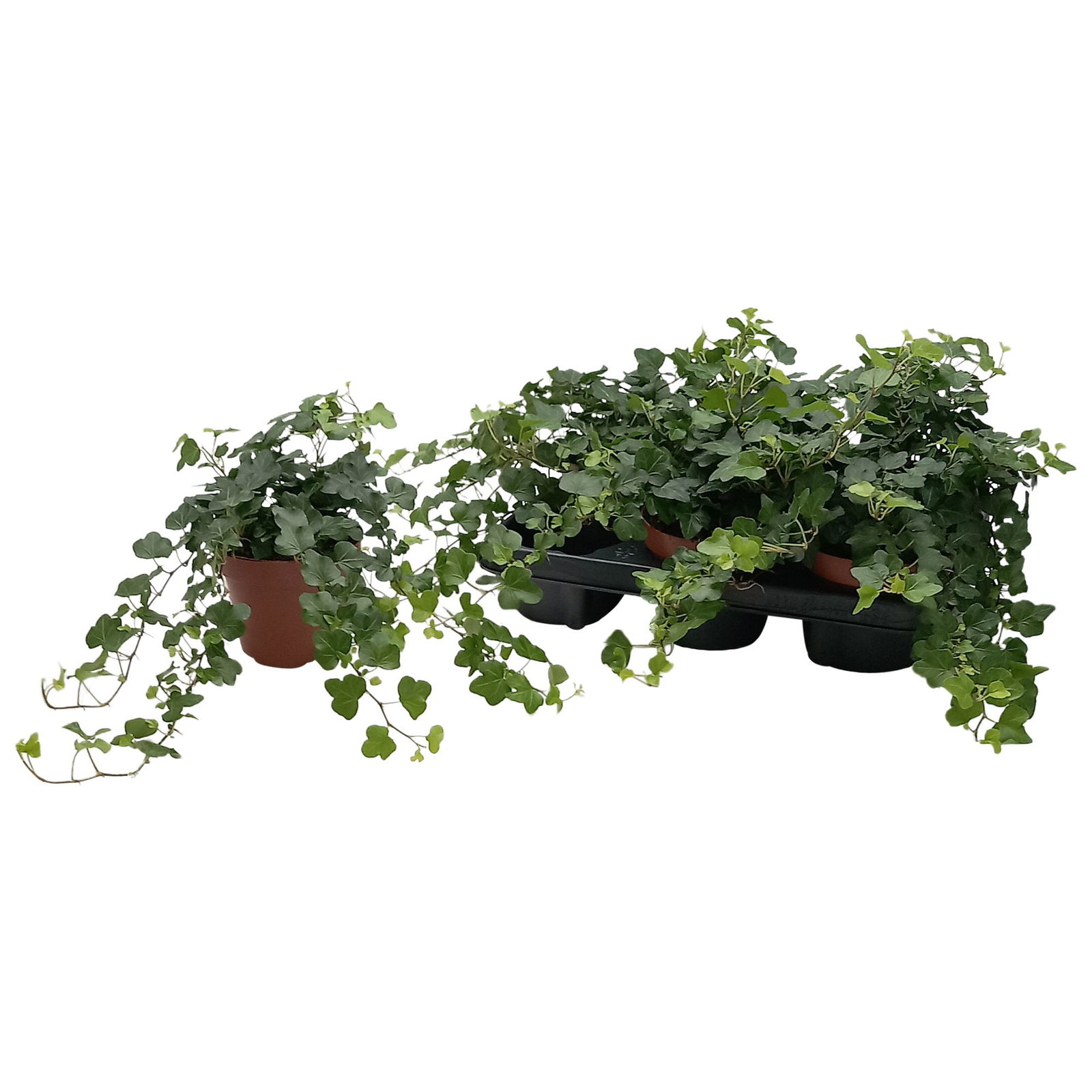 Lauko augalas gebenė, Ø 13, 25 cm, lot. Hedera wonder
