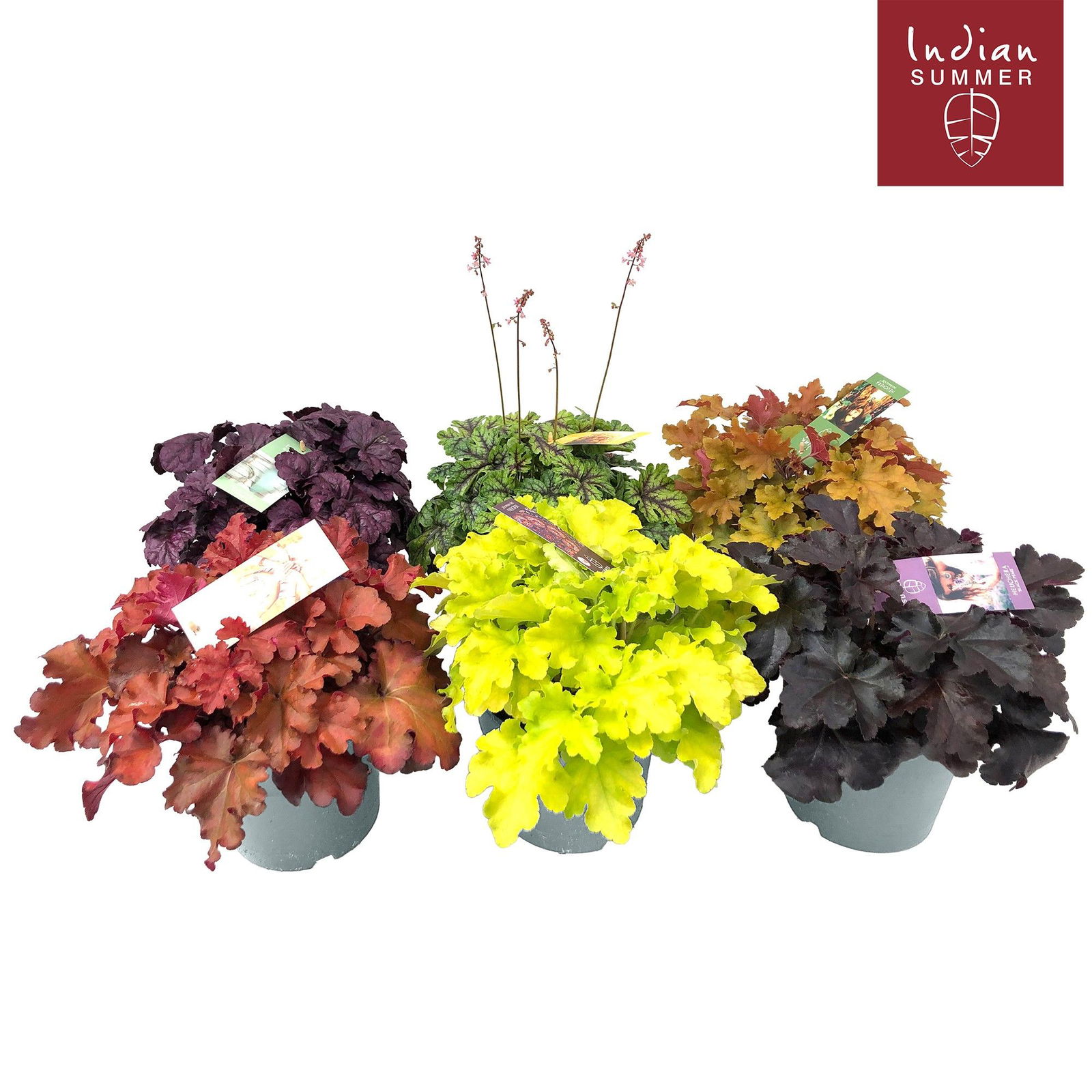 Lauko augalas alūnė, daugiametis, Ø 19, 30 cm, lot. HEUCHERA