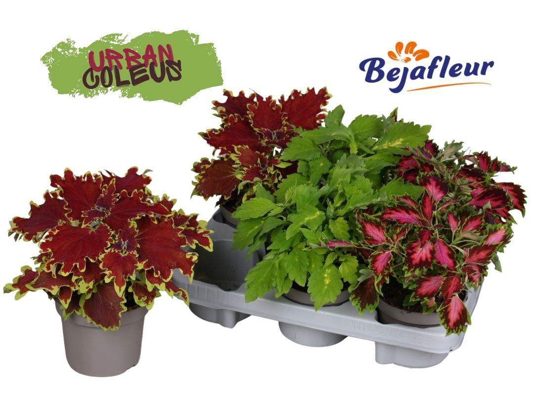 Lauko augalas margenis, Ø 12, 30 cm, lot. Coleus