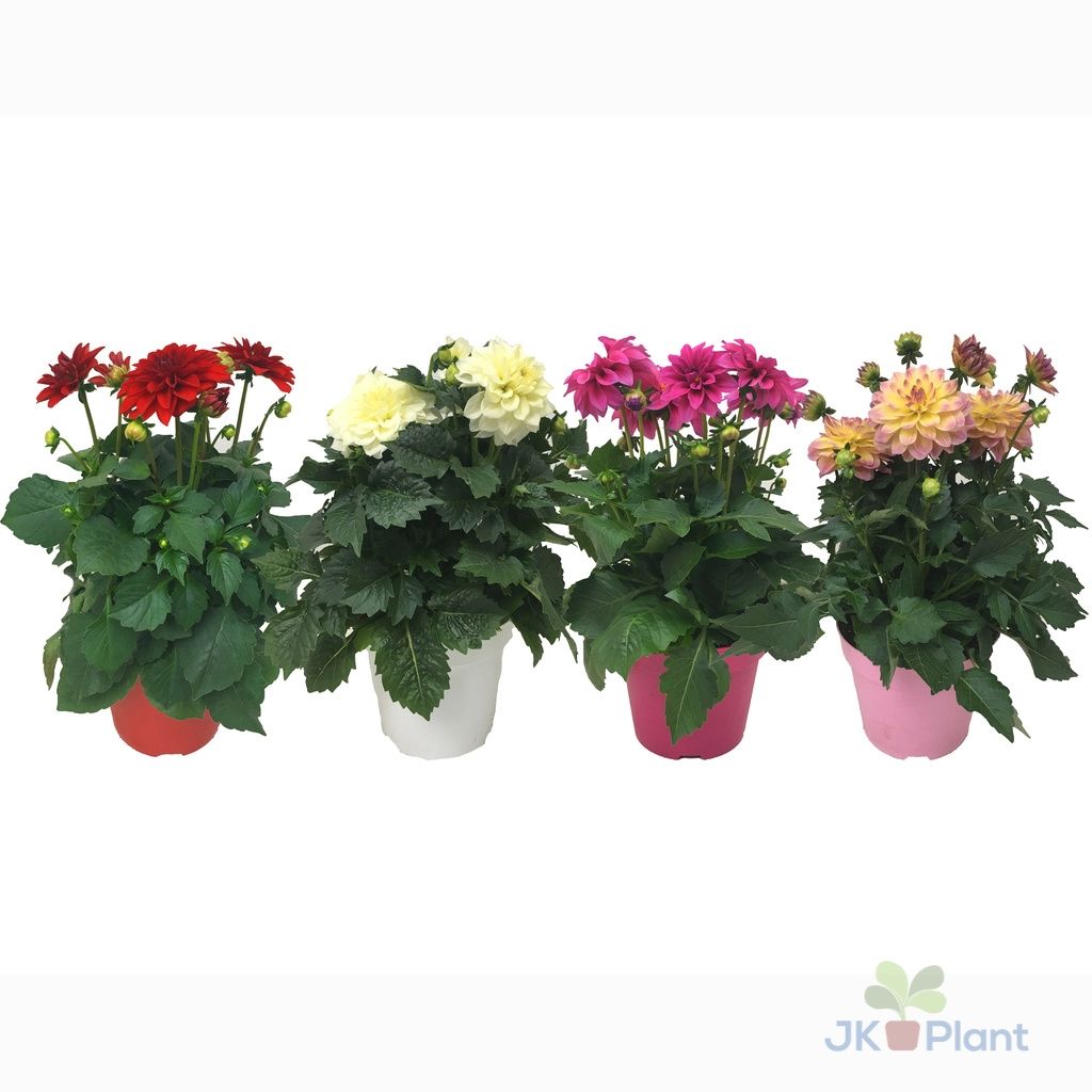 Lauko augalas jurginas, Ø 17, 35 cm, lot. DAHLIA HYPNOTICA MIX