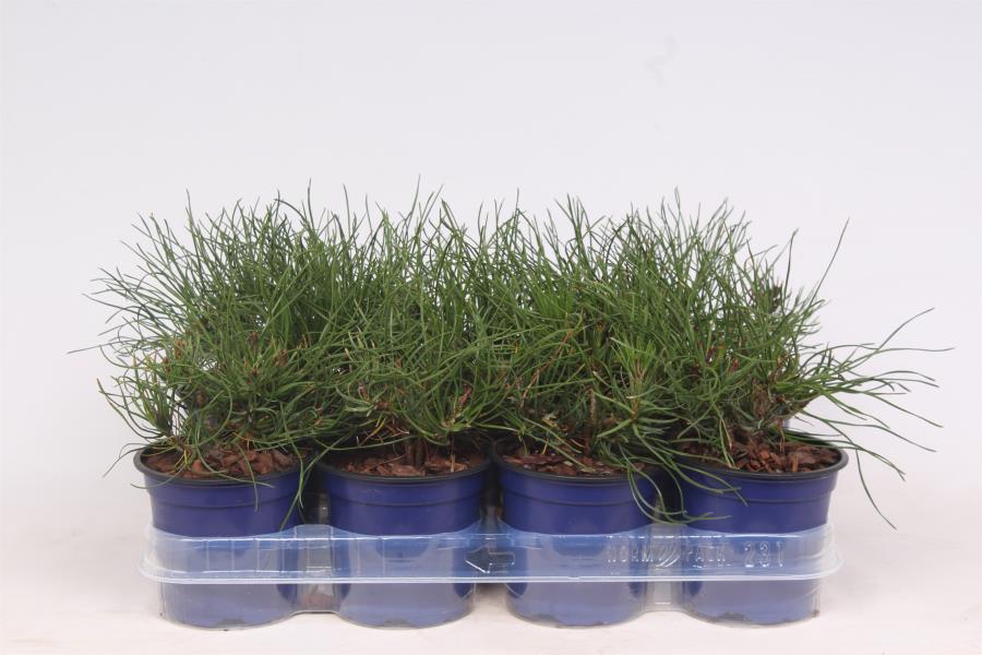 Lauko augalas kalninė pušis, Ø 11, 15 cm, lot. Pinus mugo mughus