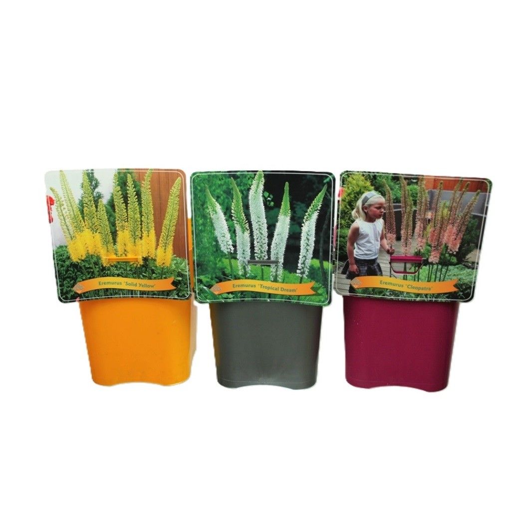 Lauko augalas eremūras, daugiametis, Ø 21, 35 cm, lot. Eremurus mix