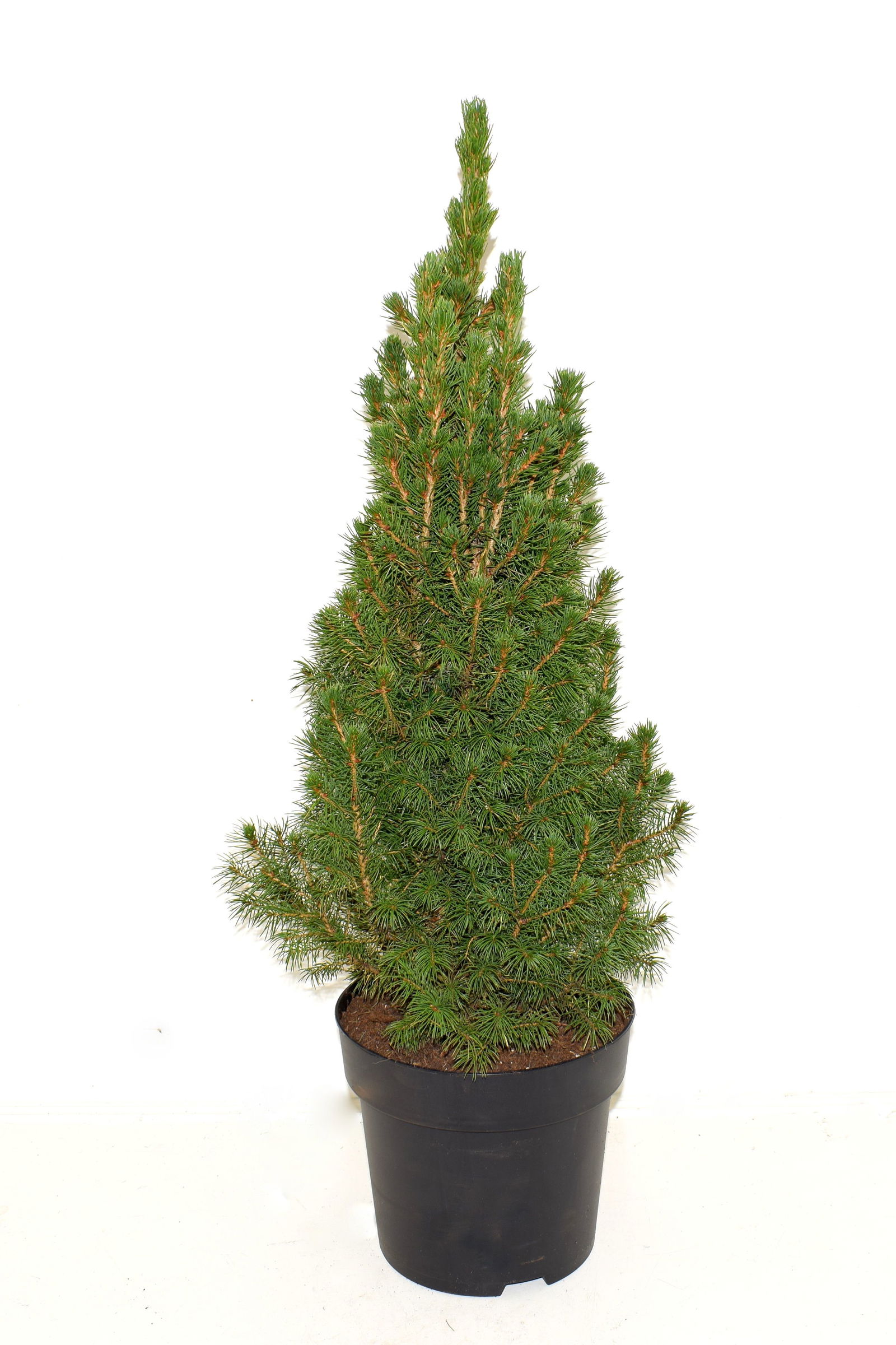 Lauko augalas puskiparisis, Ø 19, 60 cm, lot. Picea Glauca