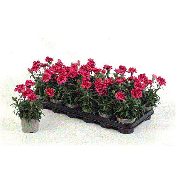Lauko augalas gvazdikas, Ø 13, 20 cm, lot. Dianthus Oscar TRIXI