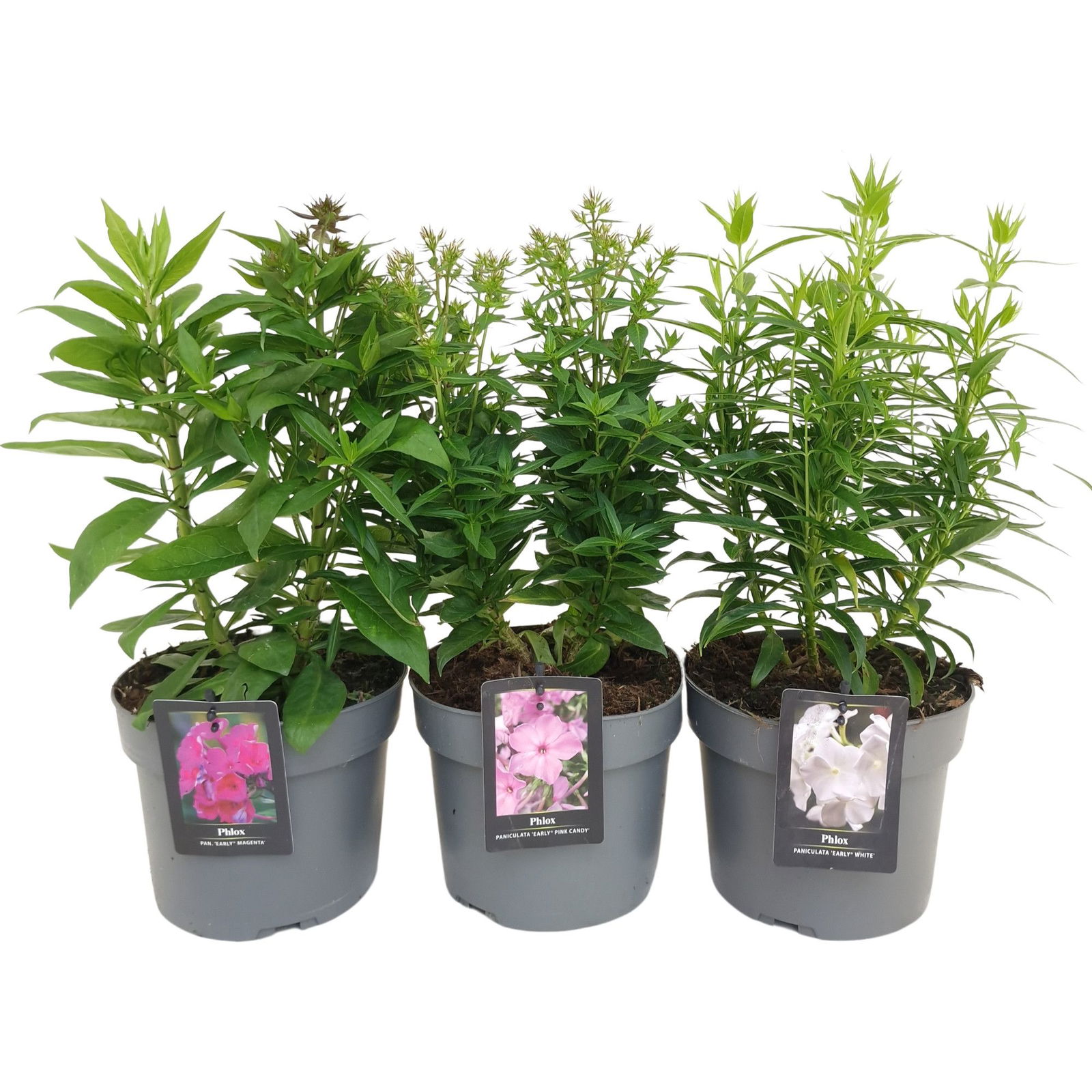 Lauko augalas šluotelinis flioksas, daugiametis, Ø 17, 50 cm, lot. Phlox pan. mix