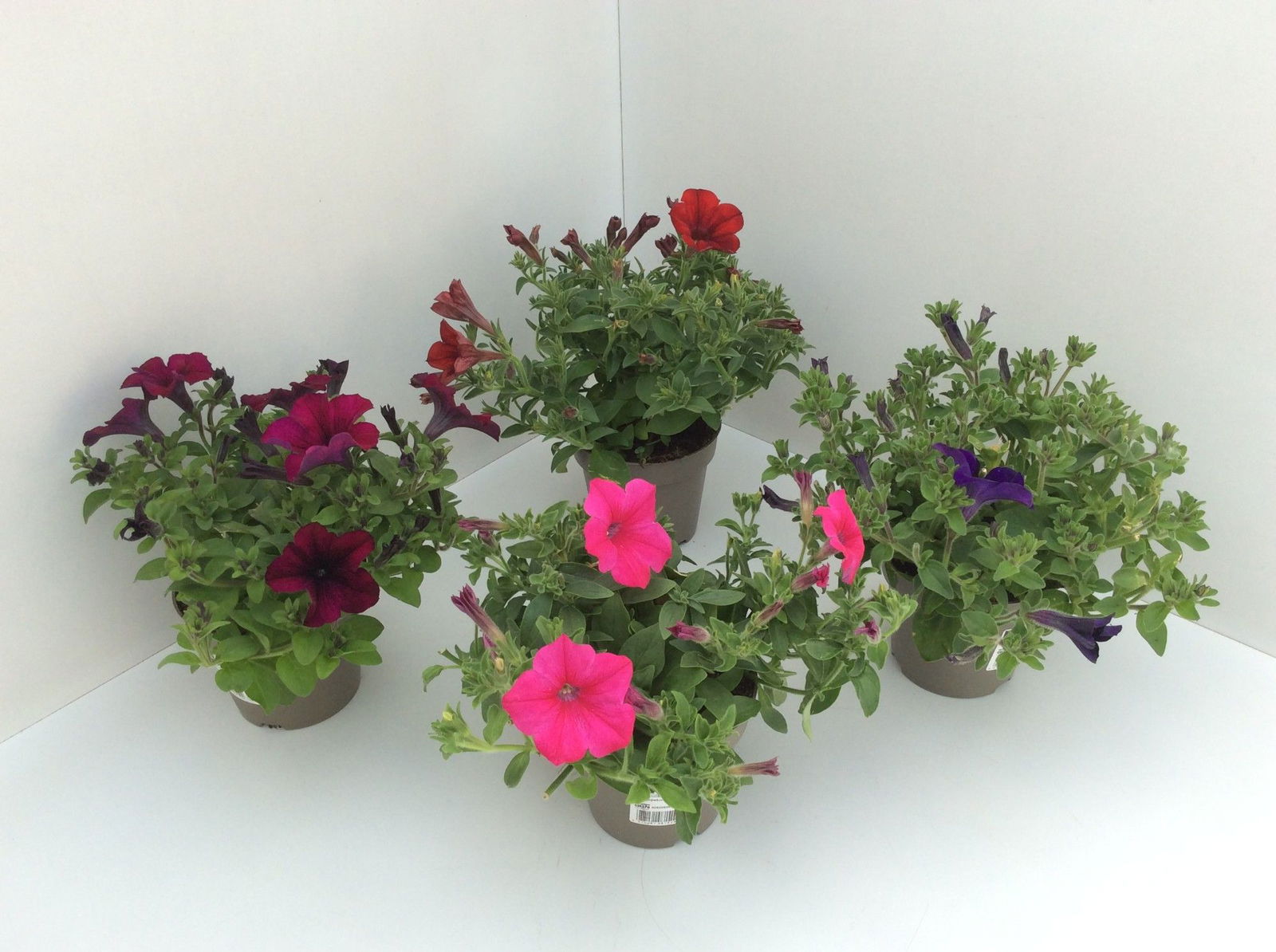Lauko augalas surfinija, Ø 13, 20 cm, lot. Petunia Viva