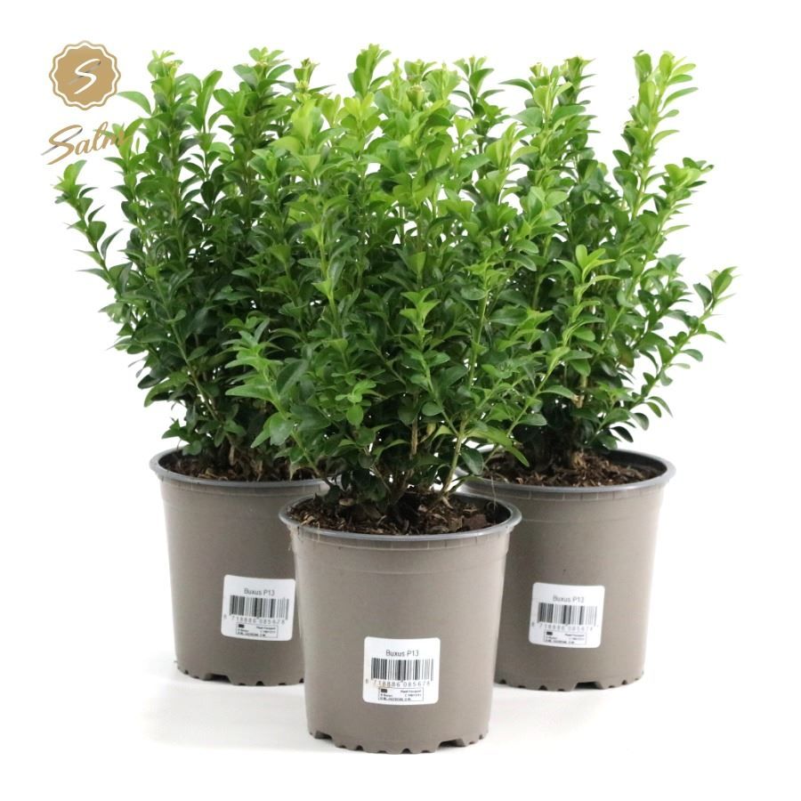 Lauko augalas buksmedis, Ø 13, 32 cm, lot. Buxus bush