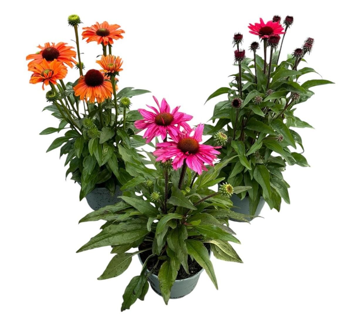 Lauko augalas ežiuolė, daugiametis, Ø 19, 60 cm, lot. Echinacea