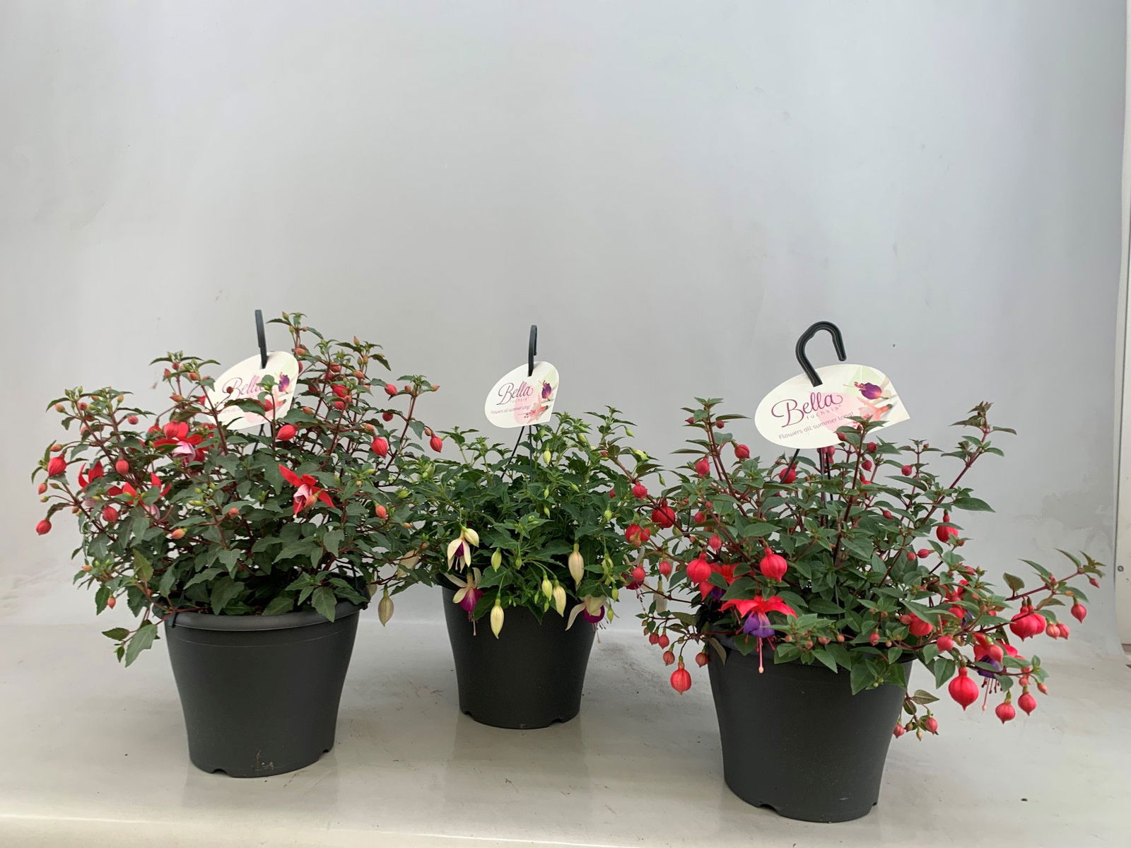 Lauko augalas Fuksija, pakabinama, Ø 21, 30 cm, lot. Fuchsia hanging