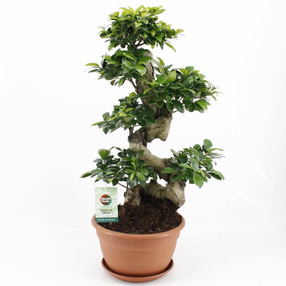 Vazoninis augalas fikusas, vazone Ø 27, 70 cm, lot. FICUS GINSENG S TYPE CERAMIC