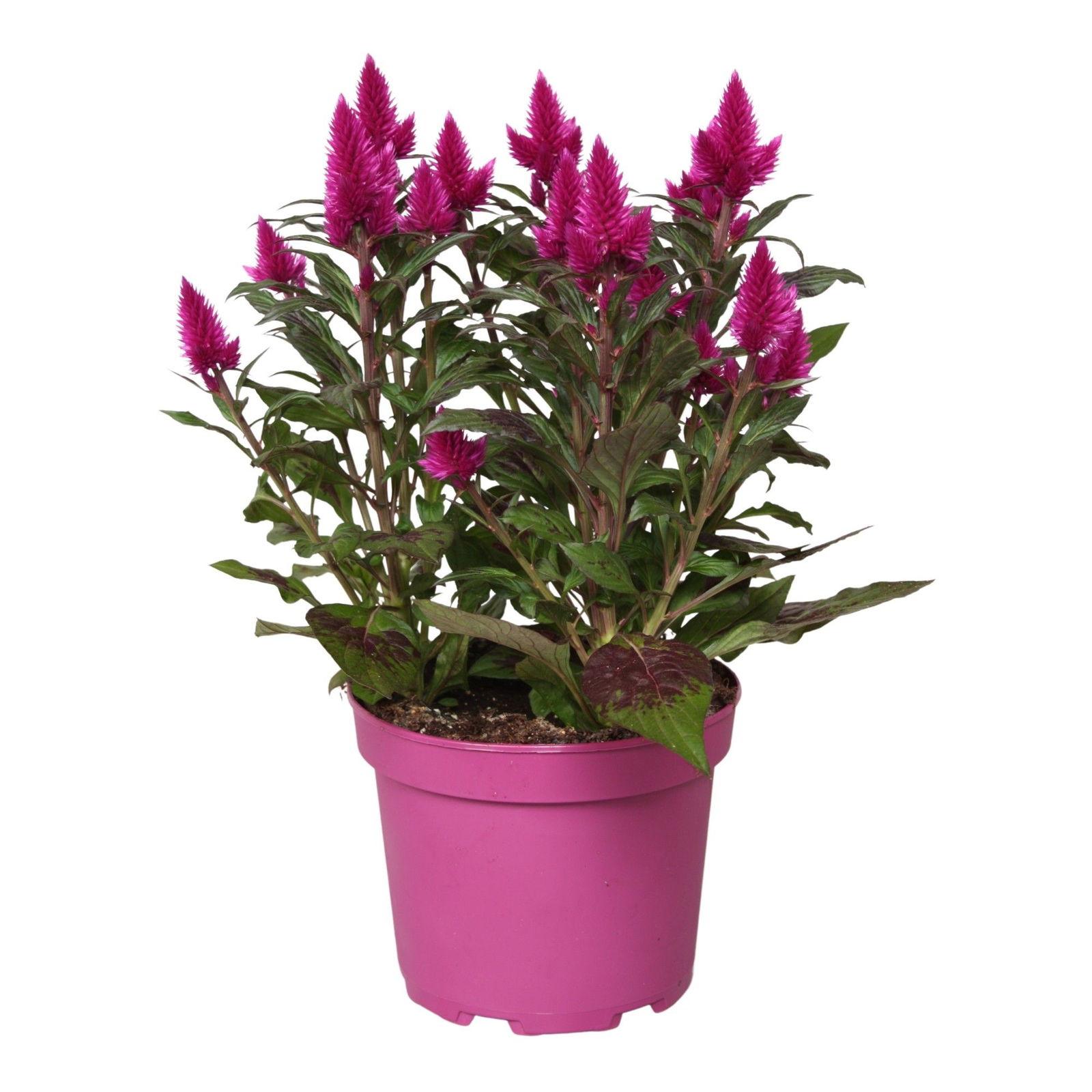 Lauko augalas celiozija, Ø 17, 42 cm, lot. Celosia Deep Purple