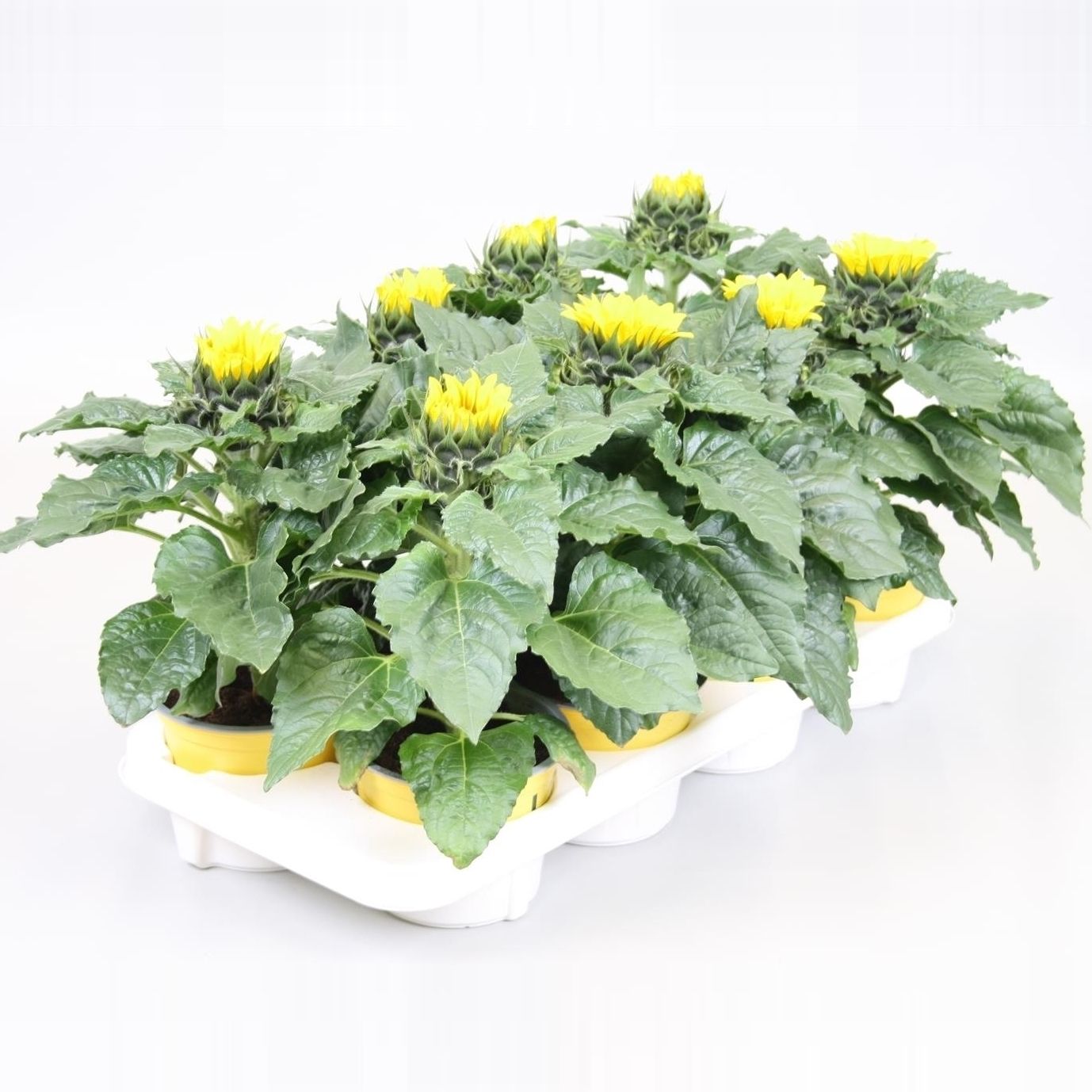 Vazoninis augalas saulėgrąža, Ø 13, 30 cm, lot. HELIANTHUS