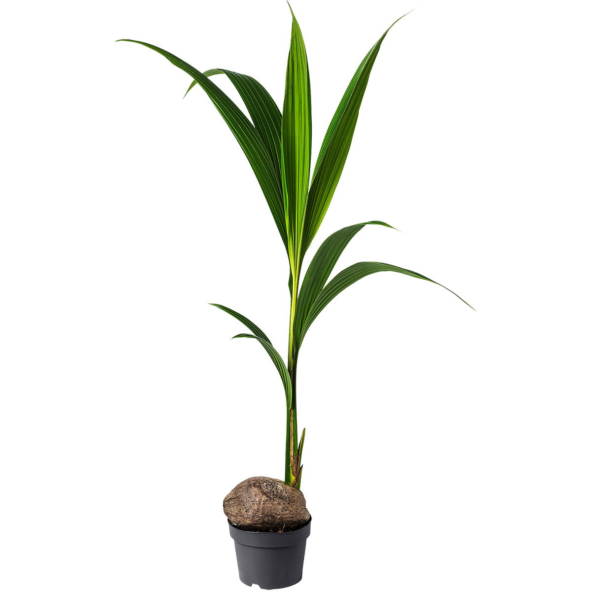 Vazoninis augalas kokosas, Ø 19, 150 cm, lot. COCOS