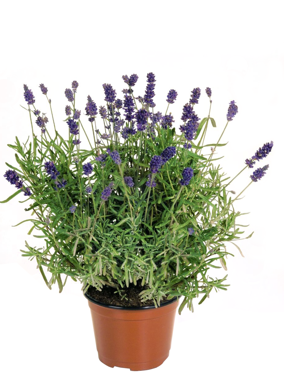 Lauko augalas levanda, daugiametis, Ø 10,5, 15 cm, lot. Lavandula ang. Hidcote