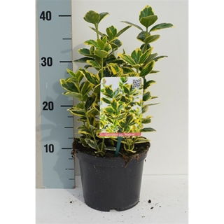 Lauko augalas ožekšnis, daugiametis, Ø 17, 35 cm, lot. Euonymus jap. Marieke