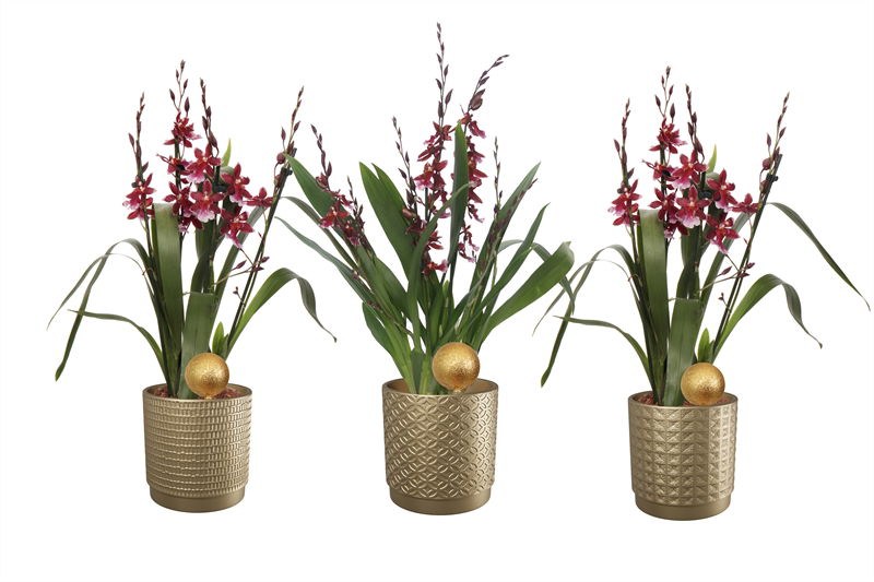 Vazoninis augalas kambrija, vazone, 5-6 stiebai, Ø 12, 60 cm, lot. CAMBRIA BARROCCO RED