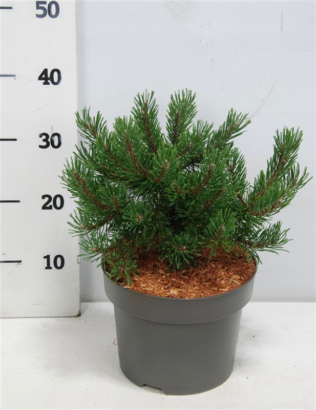 Lauko augalas kalninė pušis, Ø 23, 40 cm, lot. Pinus mugo Klosters Grun