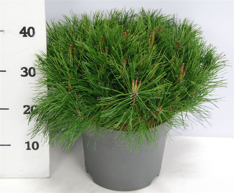 Lauko augalas kalninė pušis, Ø 23, 50 cm, lot. Pinus mugo Mumpitz