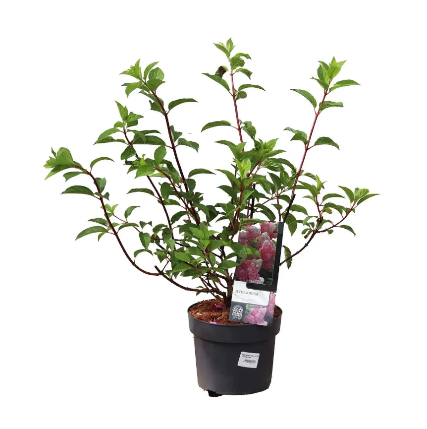 Lauko augalas šluotelinė hortenzija, Ø 19, 50 cm, lot. Hydrangea pan. mix