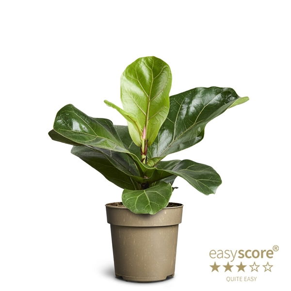 Vazoninis augalas fikusas, Ø 17, 70 cm, lot. FICUS LYRATA