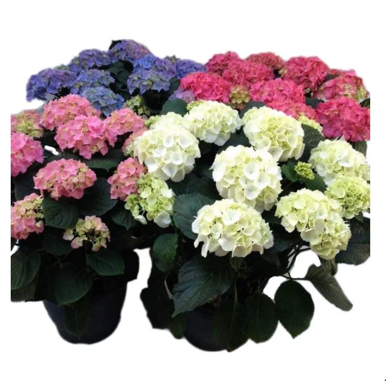 Lauko augalas šluotelinė hortenzija, Ø 17, 35 cm, lot. Hydrangea pan. Petit Star