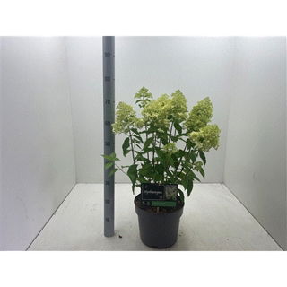 Lauko augalas šluotelinė hortenzija, Ø 27, 80 cm, lot. Hydrangea pan. Phanton