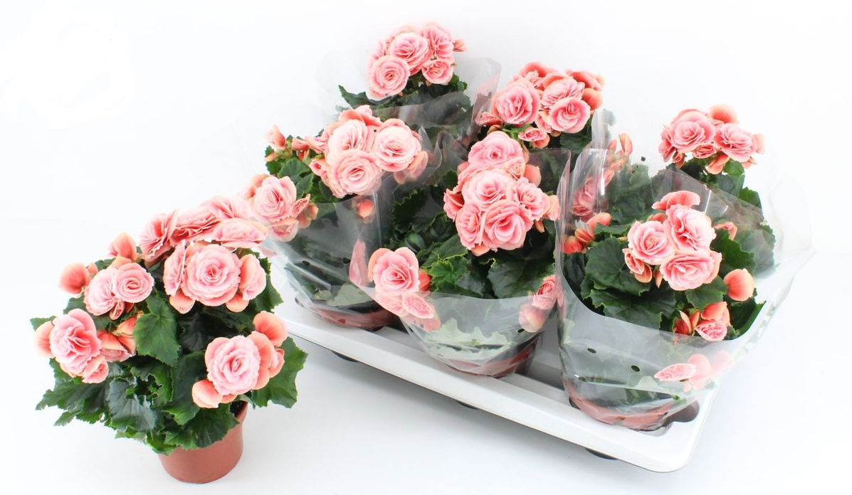 Lauko augalas begonija, Ø 14, 28 cm, lot. Begonia Borias