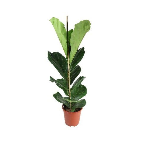 Vazoninis augalas fikusas, 2 stiebai, Ø 27, 110 cm, lot. FICUS LYRATA