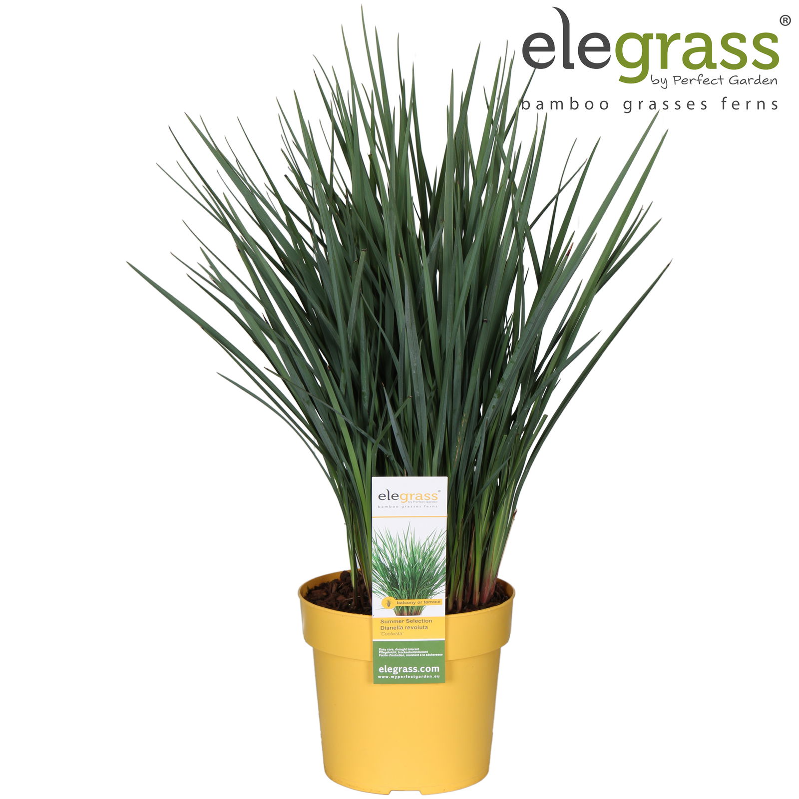 Lauko augalas dianela, Ø 19, 65 cm, lot. Dianella Coolvista