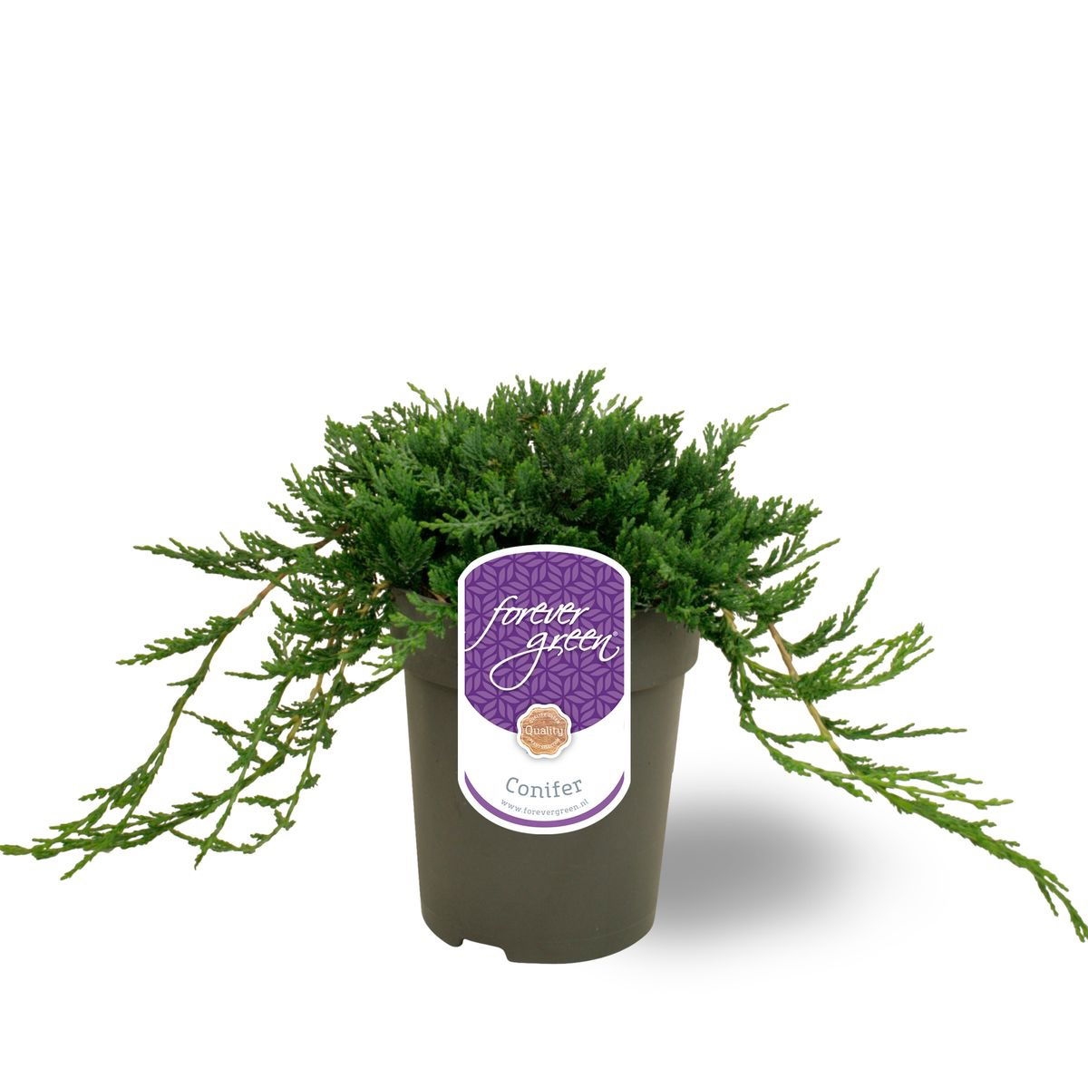 Lauko augalas horiz. kadagys, Ø 15, 35 cm, lot. Juniperus horiz. Wiltonii